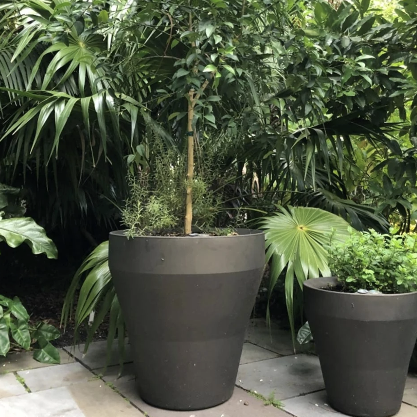 plants in black self-watering containers