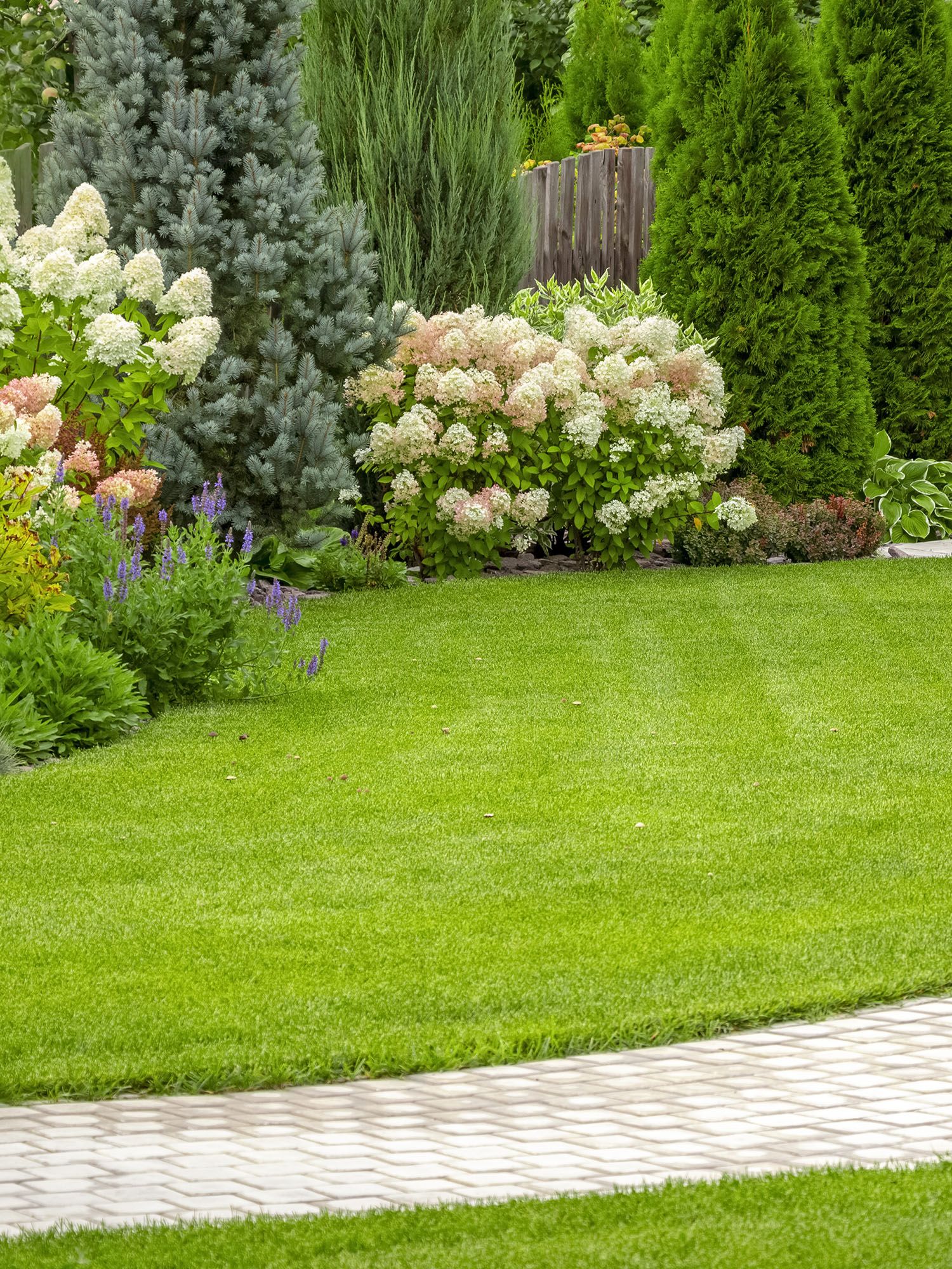 Lush, freshly cut grass in the backyard of a private house with hydrangeas in border and curved path