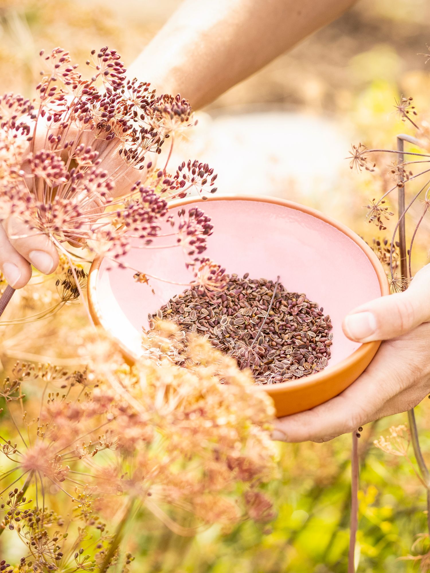 hands harvesting seeds from dill plants