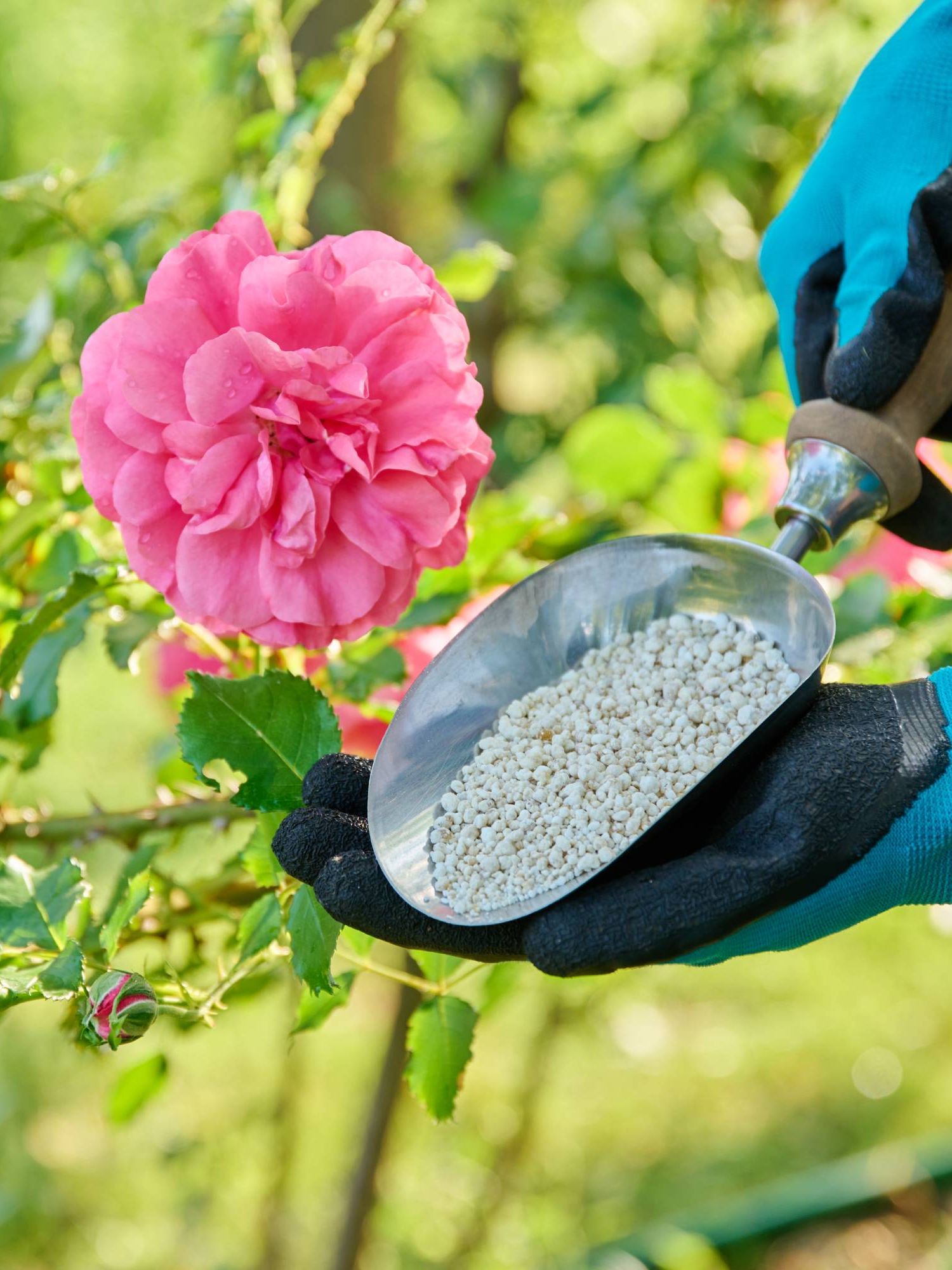 Gloved hands holding a trowel of granular fertilizer next to a pink rose