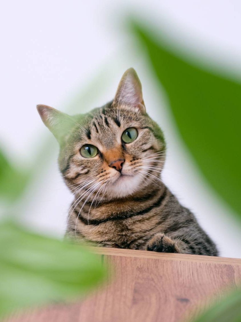 Cat looks down on houseplants