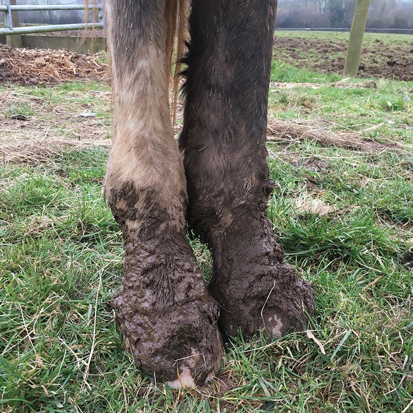 Close up of muddy hind legs