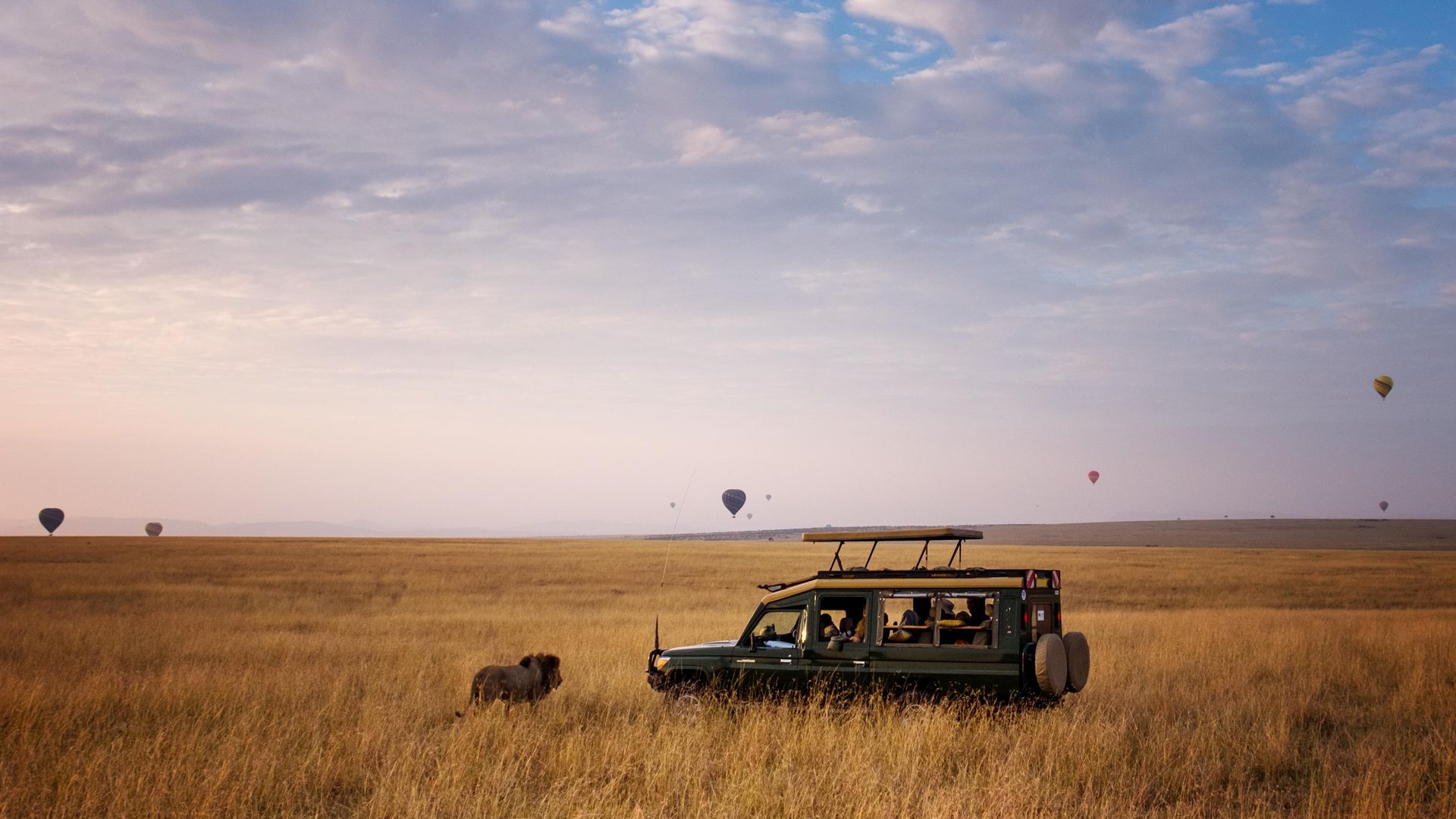 A male lion crossing directly in front of a safari vehicle with hot air balloons in the background at sunrise in the Masai Mara, Kenya.