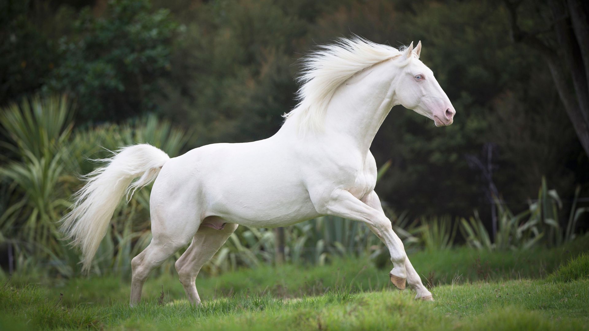 cremello galloping