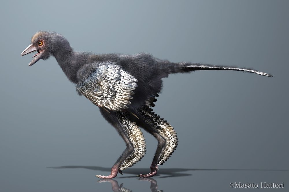 New Feathered Dino May Be World's First Bird