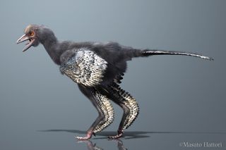 first bird fossil