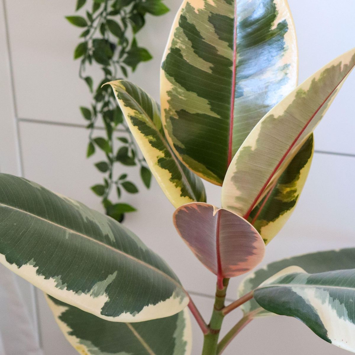 How to care for a rubber plant – the unkillable houseplant | Ideal Home