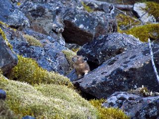 pika