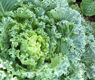 curly kale leaves growing on plant in fall