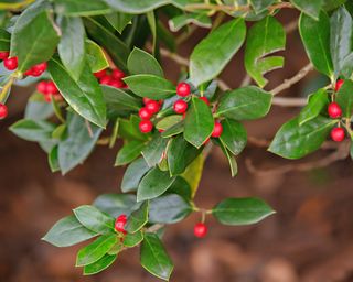 American holly with glossy leaves and bright red berries