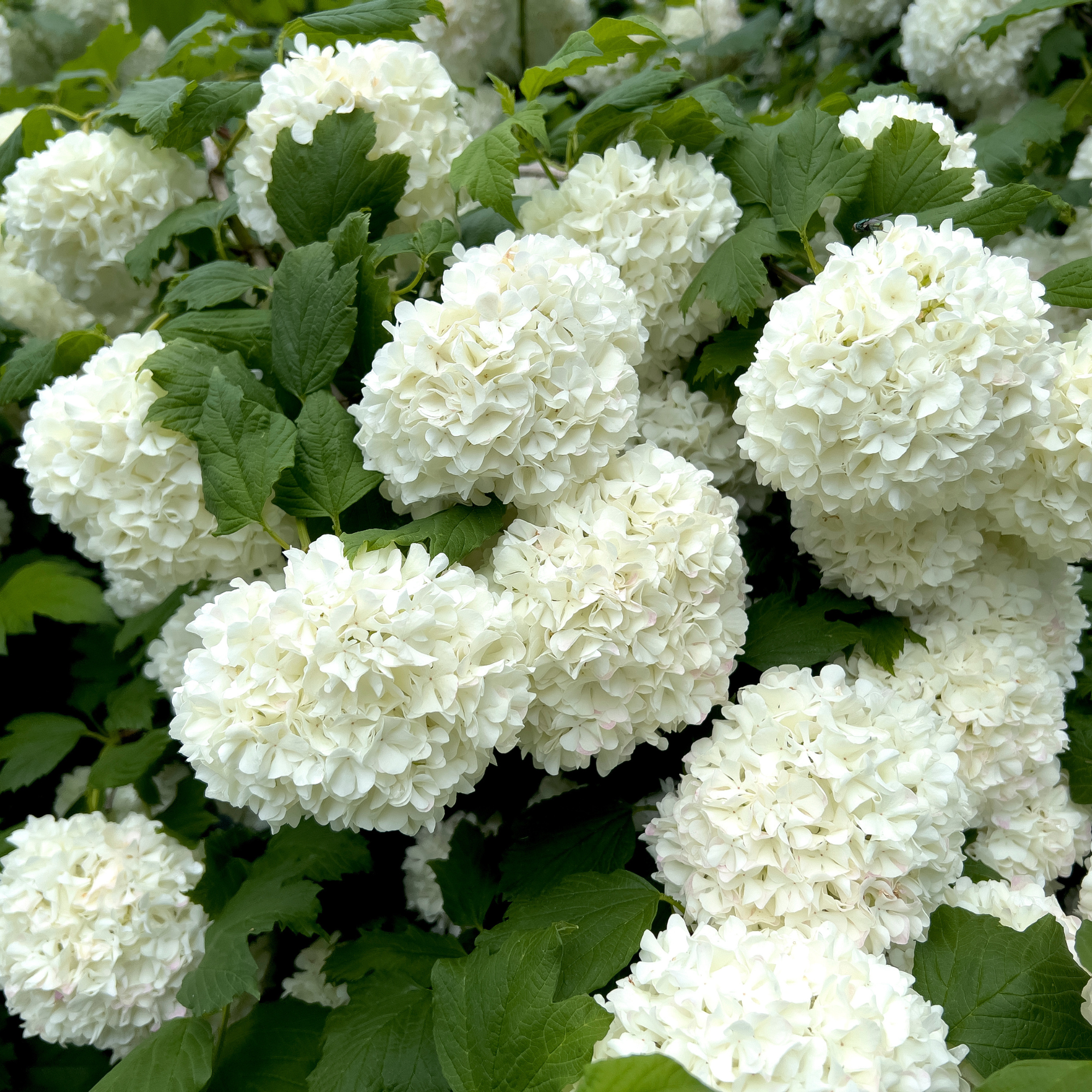 Close up of blooming viburnum opulus.