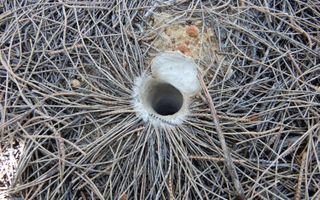 A typical trapdoor spider burrow is topped by a lid, here propped open. In Number 16's burrow, the lid was punctured, likely by the stinger of a parasitoid wasp.
