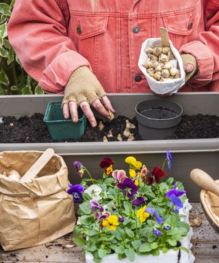 person planting spring bulbs in a window box