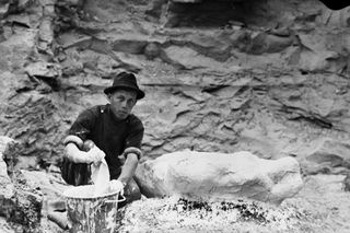Levi Sternberg, the youngest of the Canadian fossil-hunting family, working on a field jacket. The Sternbergs collected the fossils used in "Dino Idol."