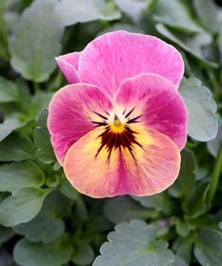 Viola Panola Rose Picotee Rose Picotee Pansy – pink and yellow violas