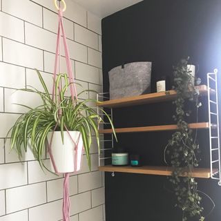 macrame plant hanger with spider plant in pot hanging from wall