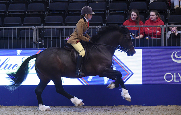 Swchyrhafod Brenin (126), exhibited by Michaela Wood for the owner Martin Wood; during the BSPS Ridden M&amp;amp;M Championship at the Olympia International Horse Show at Olympia, London, UK; on 19 th December 2016