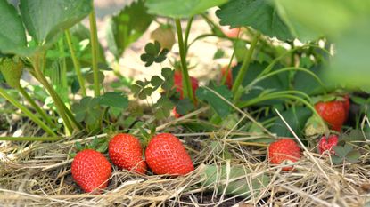 Straw mulch in a garden