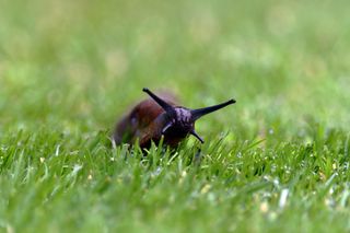 slug in grass