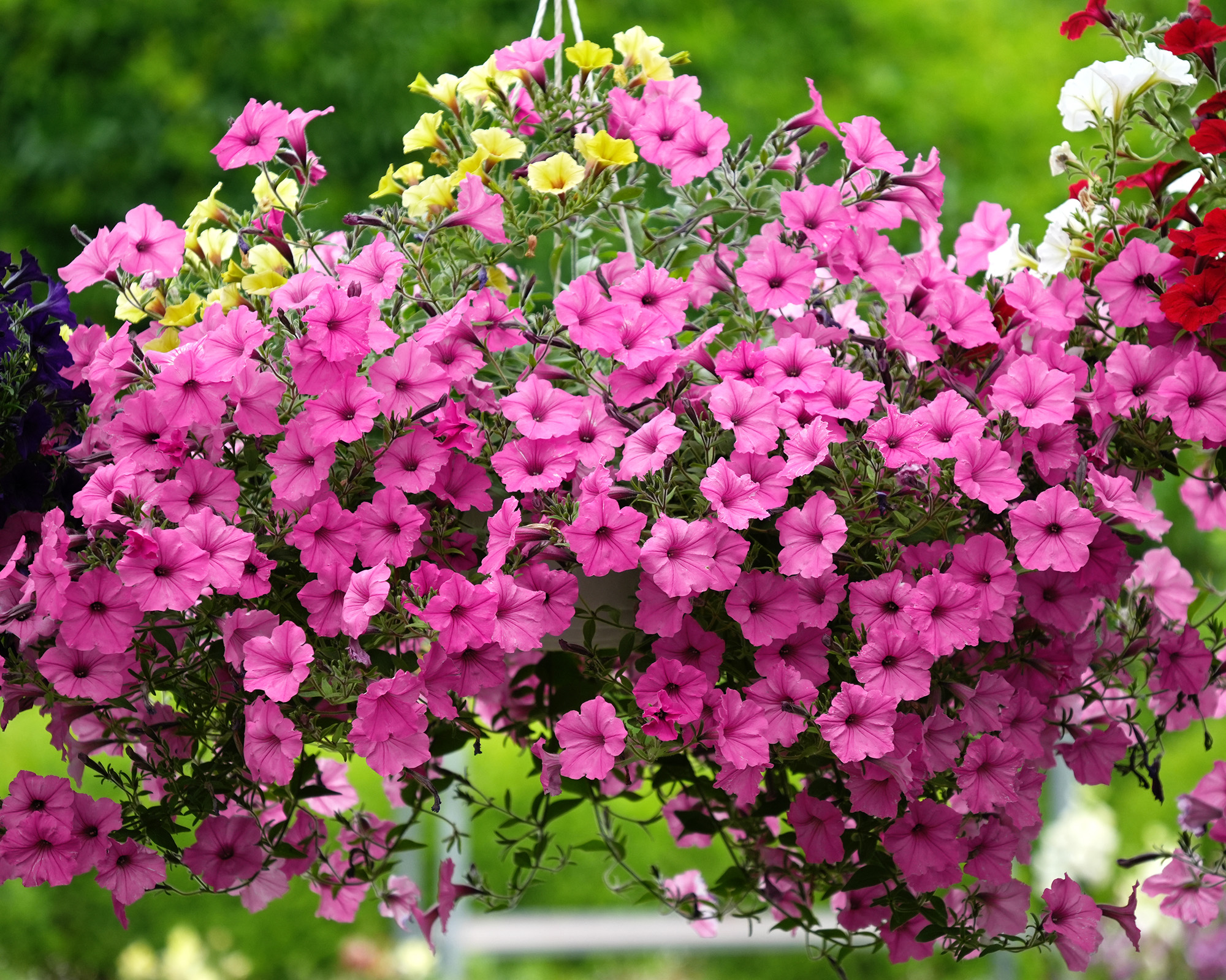 Supertunia petunia Vista A profuse flowering gum in a summer garden