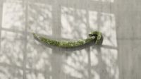 Amazon logo - grass
