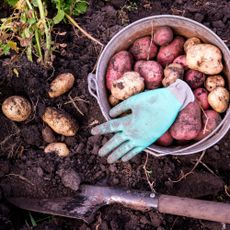 Potatoes in a bucket that have been picked from an allotment 