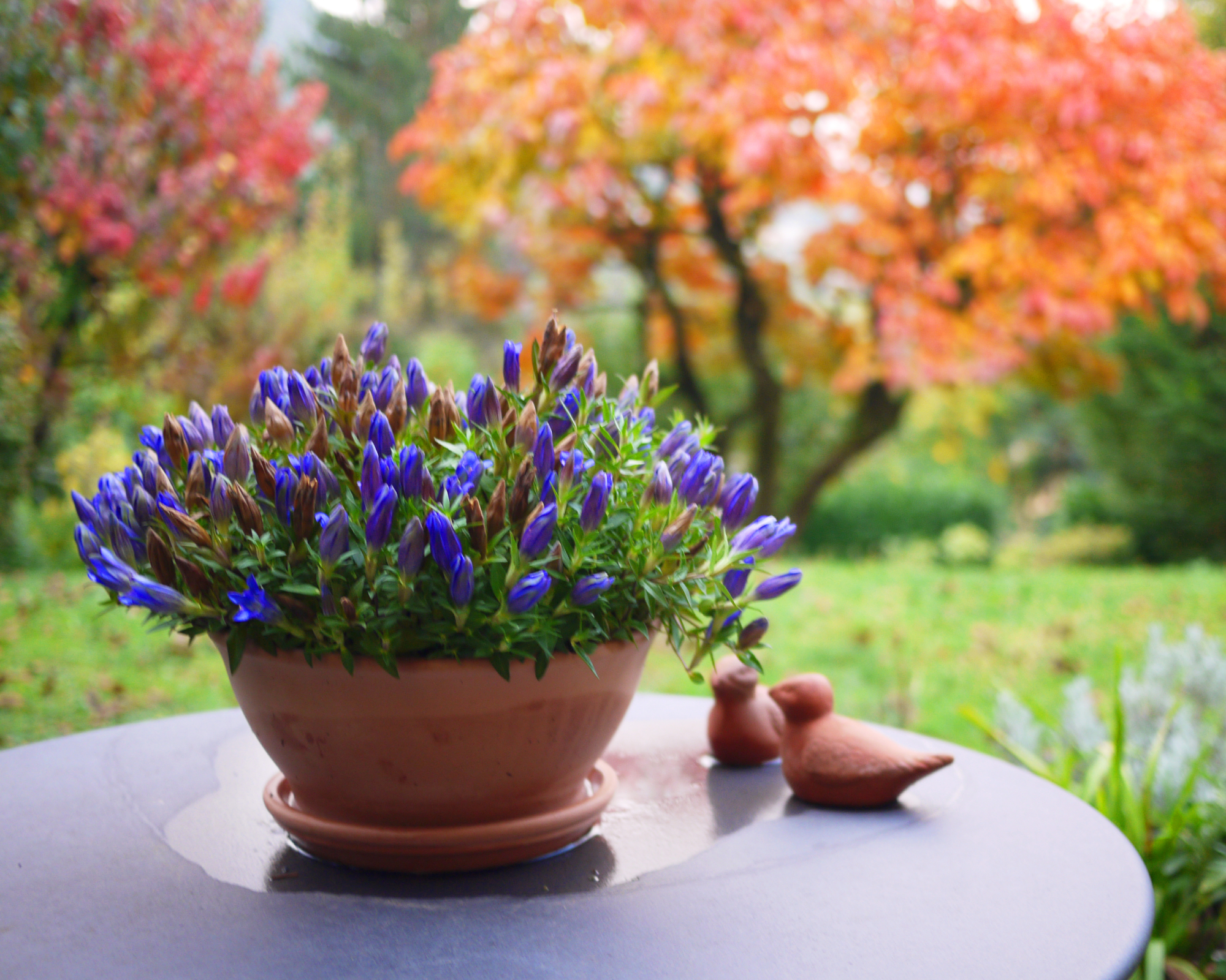 Idyllic garden corner with deep blue flowers on round iron table and autumn color persimmon trees in the background.