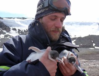 Researcher Marcos Cenizo says hello to baby penguins in Antarctica during the excavation of the pelagornithid fossils.