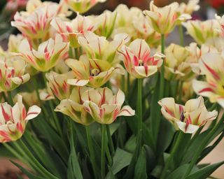 tulip 'Flaming Spring Green'