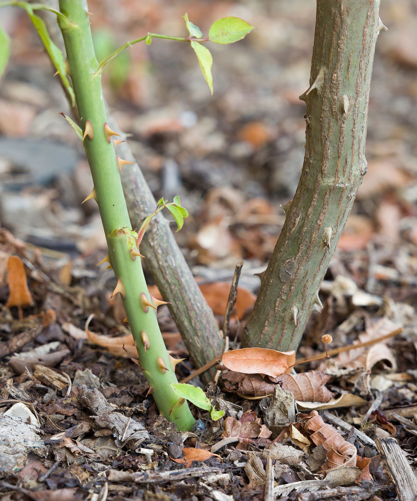 Rose suckers what are they and should you remove them? Homes & Gardens