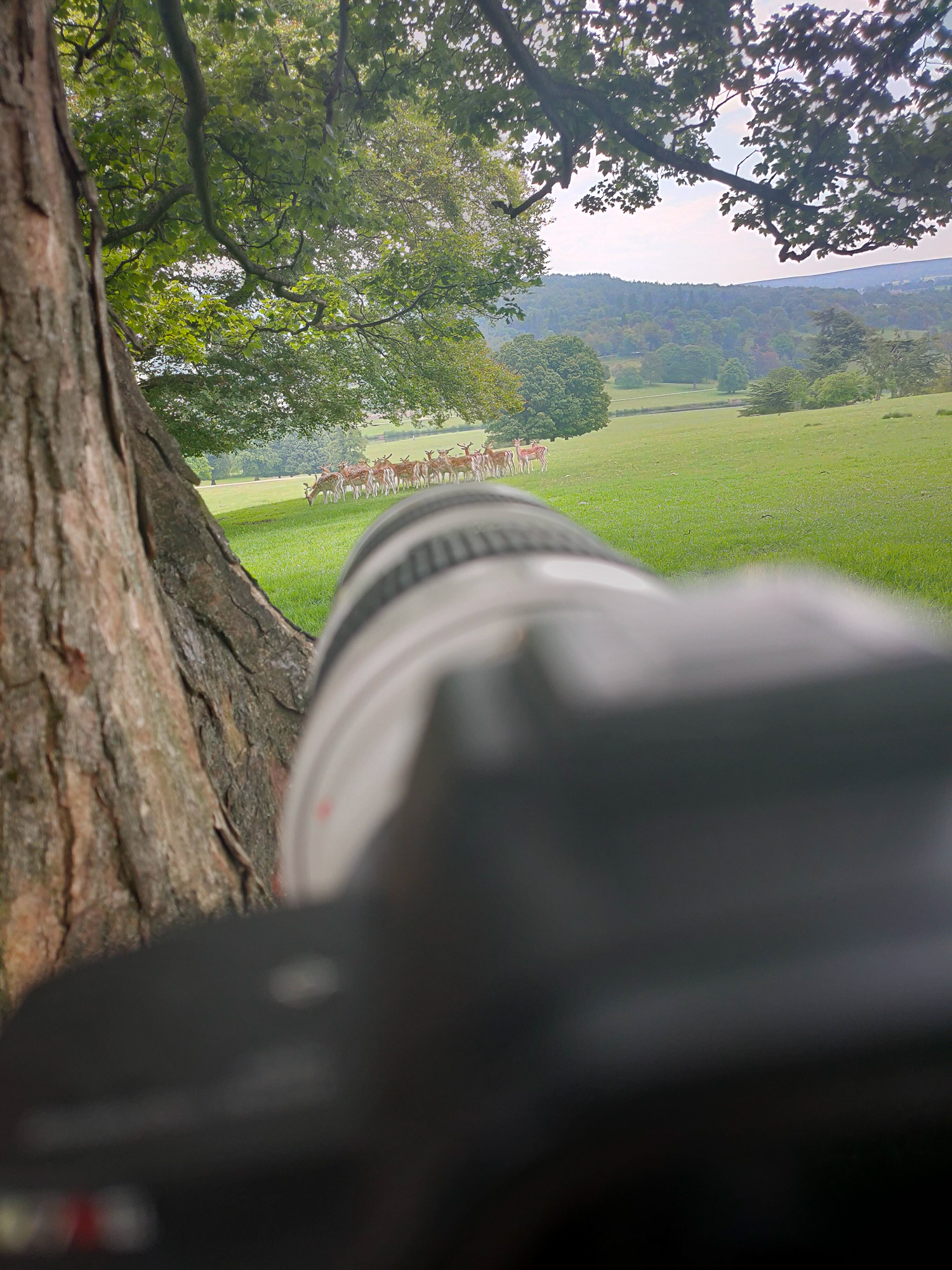 photographing wildlife