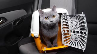 Cat in portable carrier