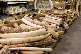 A pile of old ivory tusks.