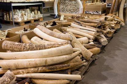 A pile of old ivory tusks.