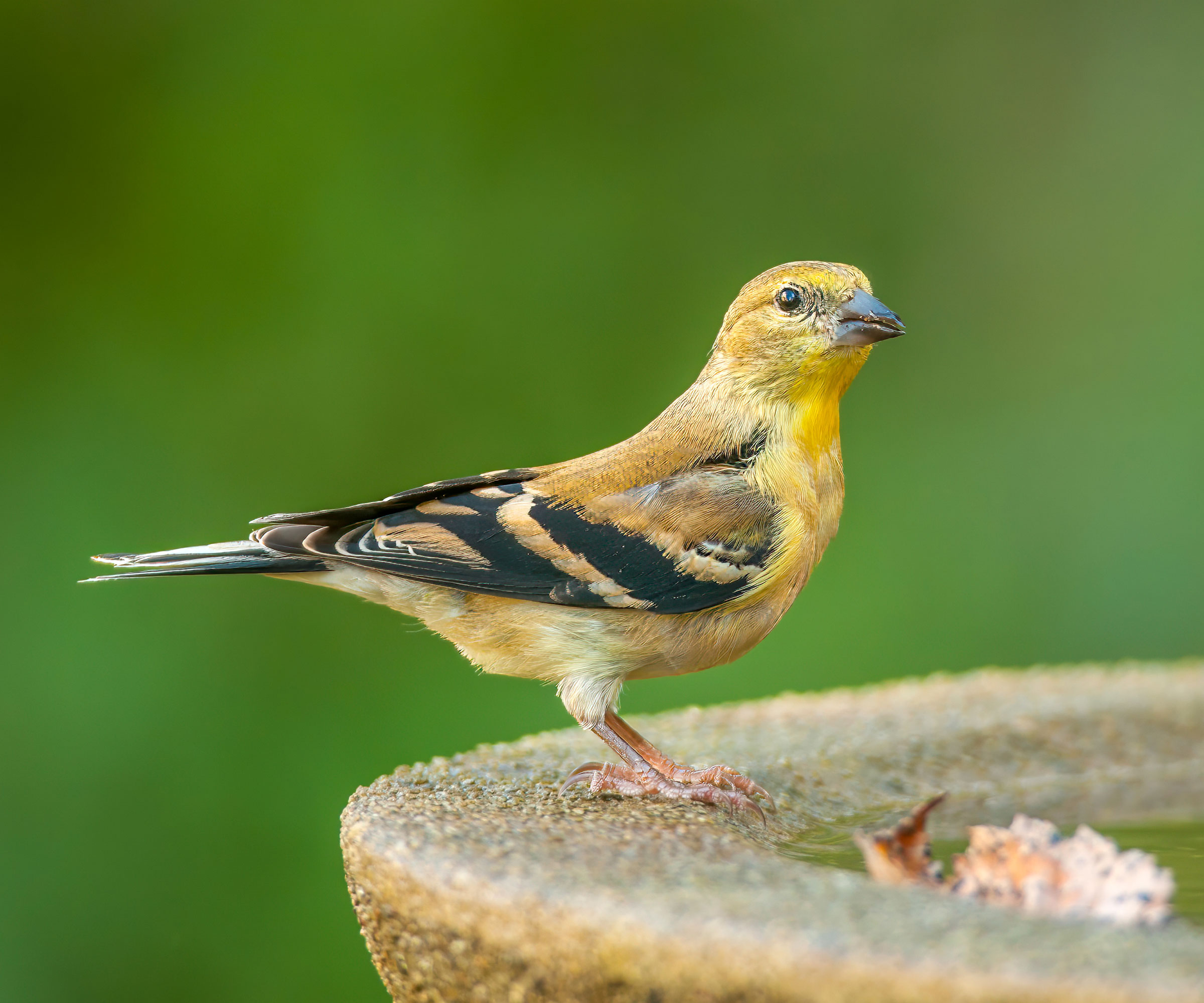 American goldfinch sitting on stone bird bath
