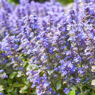 Purple bugleweed or bugle growing in garden as ground cover plant