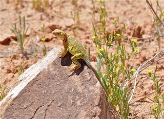 Collared Lizards