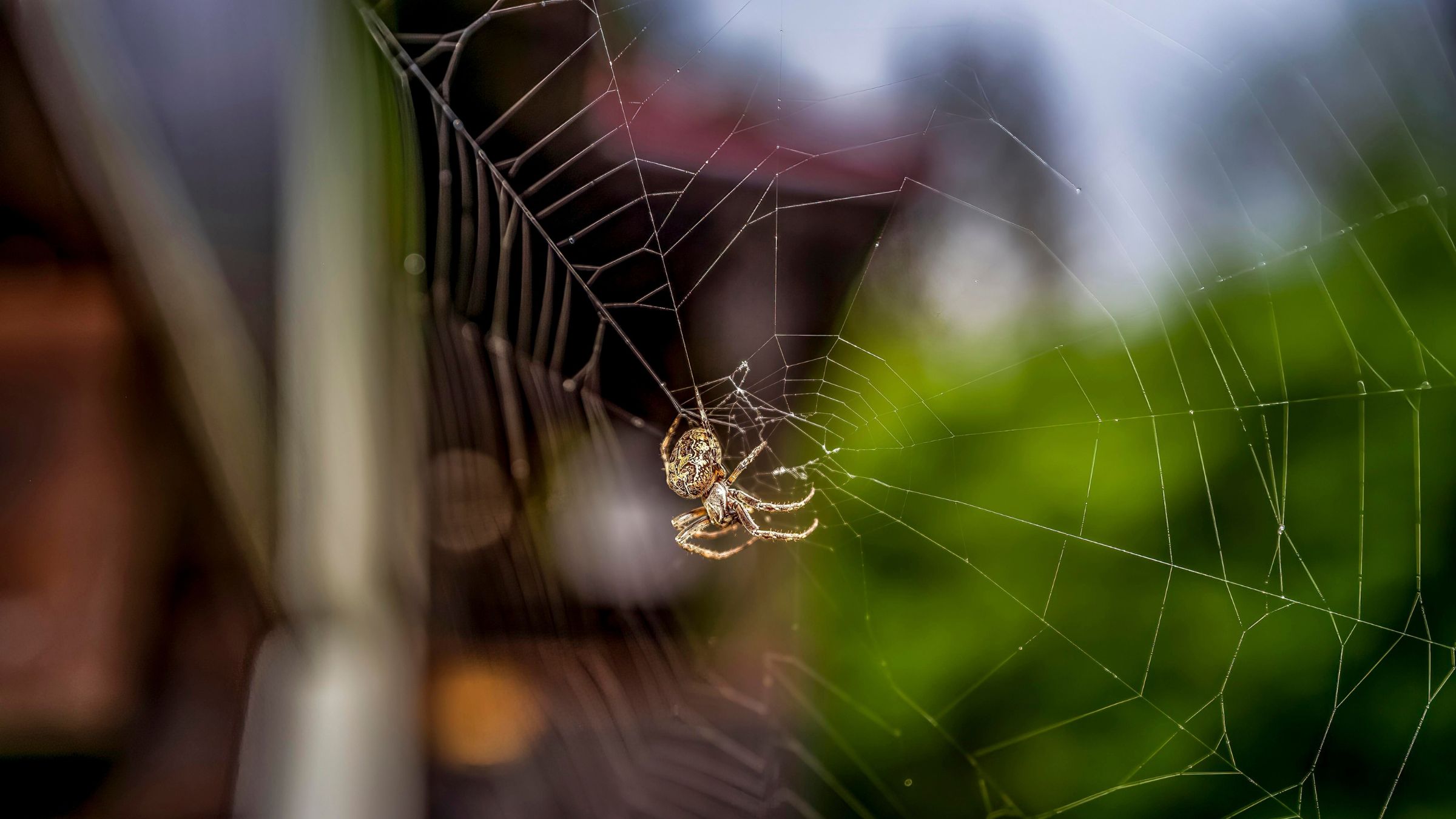 A spider climbing a web outside