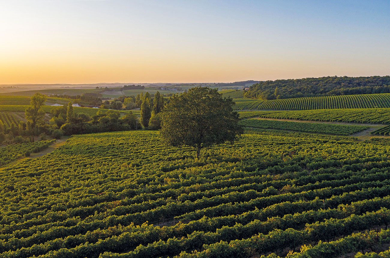 Cognac Delamain Bellevigne vineyard