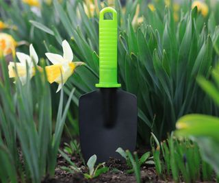 Black plastic gardening trowel next to daffodils