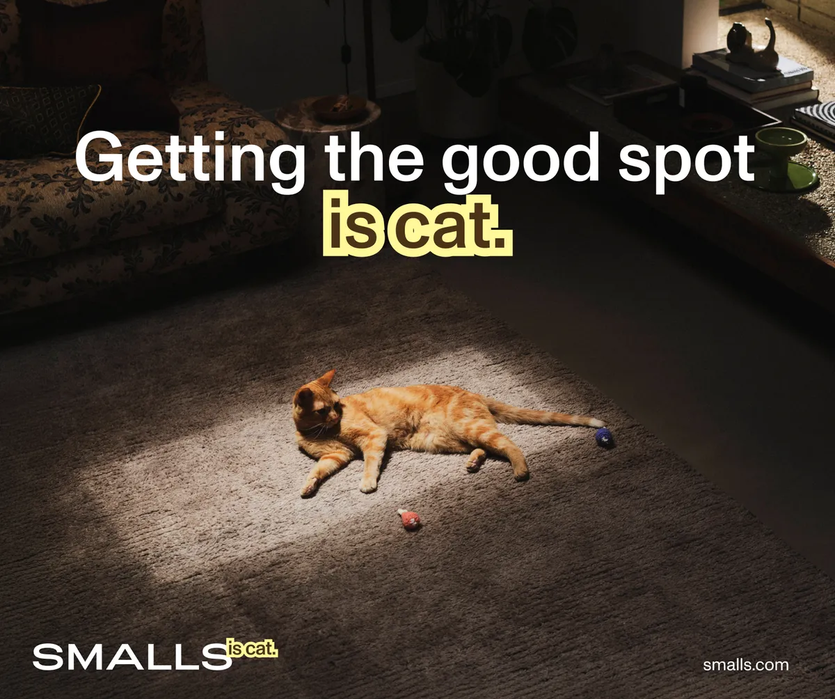 Small Is Cat campaign