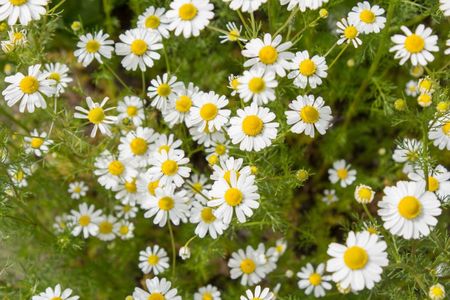 Chamomile Plants In Garden