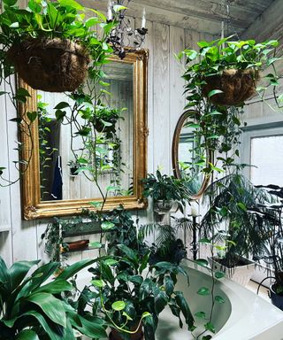 bathroom with plants hanging from the ceiling by ohio tropics