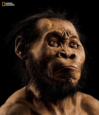 A reconstruction of <em>Homo naledi</em>'s head by paleoartist John Gurche, who spent some 700 hours recreating the head from bone scans.