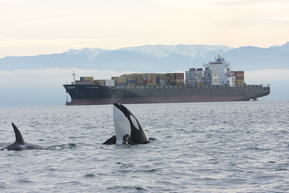 Orca with freighter