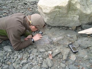 The fossil, embedded in marine rock at Sucia Island State Park in the San Juan Islands, gets a look by Adam Huttenlocker, at the time a University of Washington graduate student and Burke Museum paleontologist.