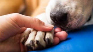 Close-up of woman's hand holding dog paw