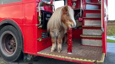 Film producer Emma Massingale has released her latest Christmas video starring her Shetland ponies, Albert and Ernie