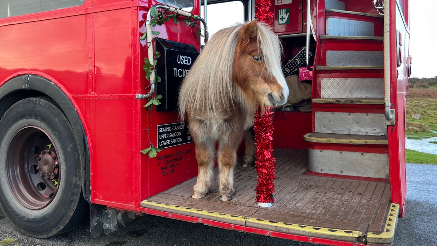 Film producer Emma Massingale has released her latest Christmas video starring her Shetland ponies, Albert and Ernie