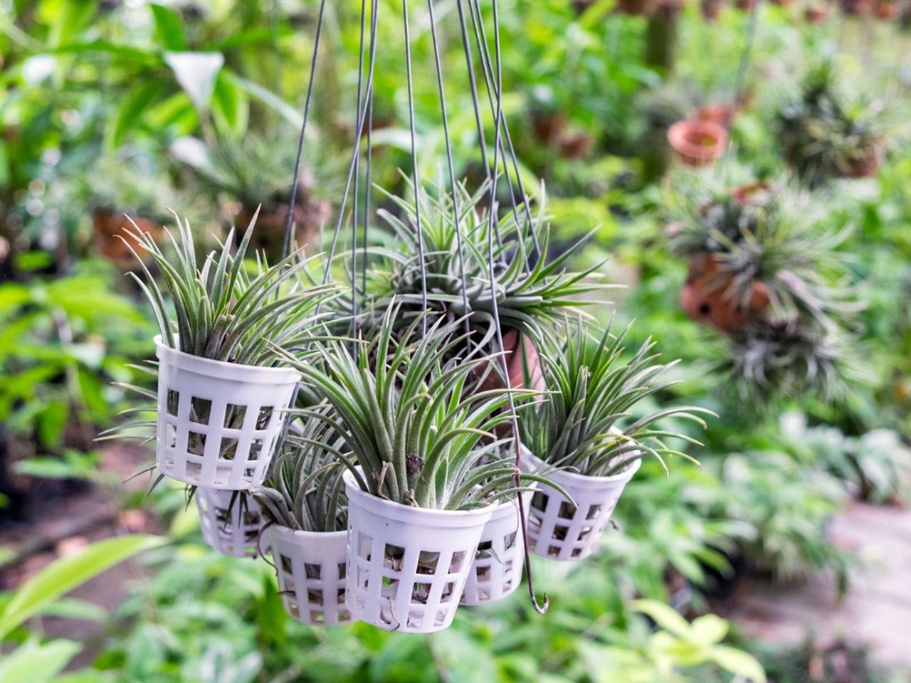 Tillandsia Plants in DIY Air Plant Holders in Garden